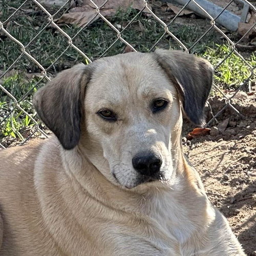 ALISON - Labrador Retriever available for adoption