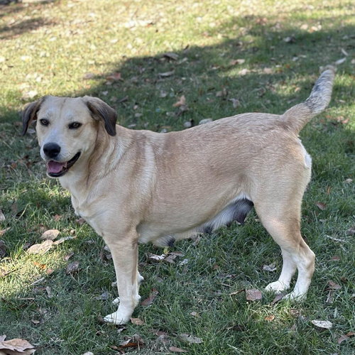 ALISON - Labrador Retriever available for adoption