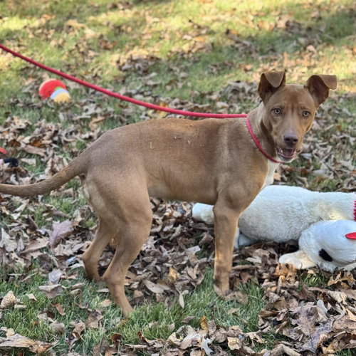 BLAKELY - Vizsla available for adoption