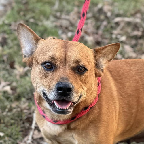 GARNET - Corgi / Terrier available for adoption