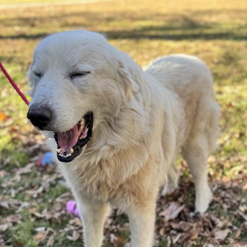 THOMAS - Great Pyrenees available for adoption