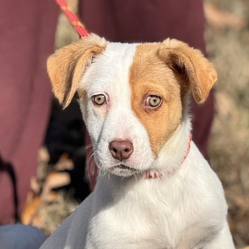 picture of the dog needing adoption