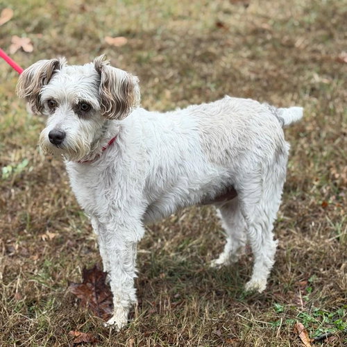 BUDDY O - Miniature Schnauzer available for adoption