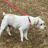 Buddy O - Photo 3