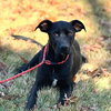 Toby - Photo 1