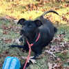Toby - Photo 2