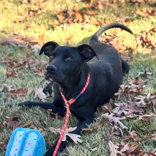 TOBY - Catahoula Leopard Dog / Labrador Retriever available for adoption