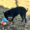 Toby - Photo 4