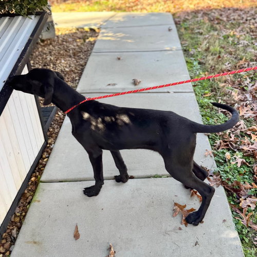 ROSE - Catahoula Leopard Dog / Labrador Retriever available for adoption