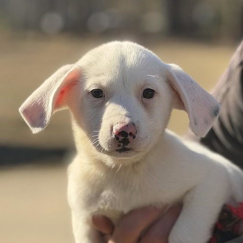 VIOLET - Labrador Retriever available for adoption