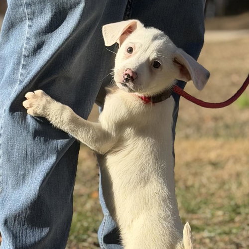 VIOLET - Labrador Retriever available for adoption