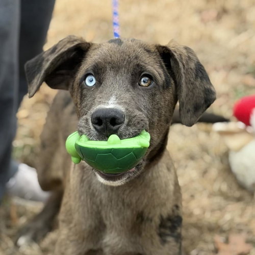 Moose, an adoptable Labrador Retriever in Yardley, PA