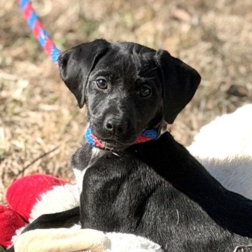 picture of the dog needing adoption