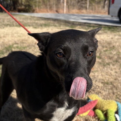 picture of the dog needing adoption