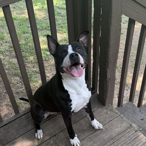 picture of the dog needing adoption