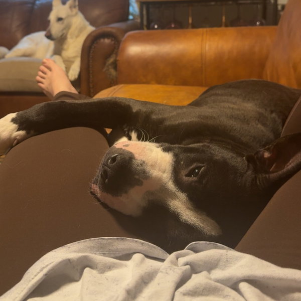 Louie  LOWER FEE!!!