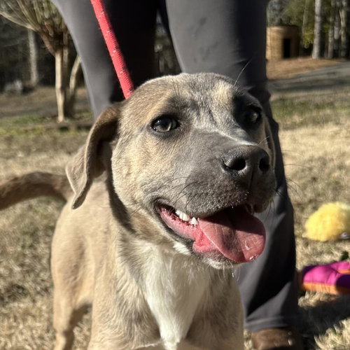 VIDIA - Weimaraner / Labrador Retriever available for adoption