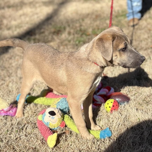 VIDIA - Weimaraner / Labrador Retriever available for adoption