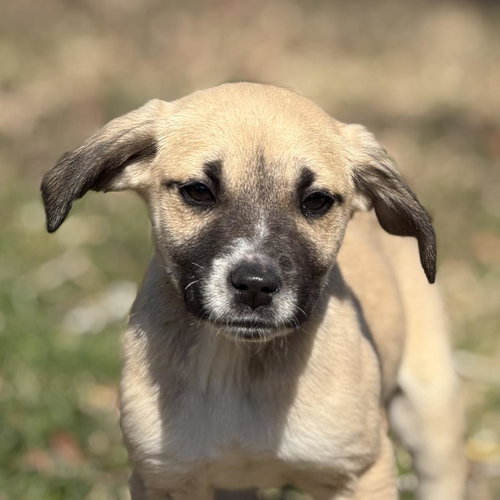 Sauron, an adoptable Schnauzer in Yardley, PA