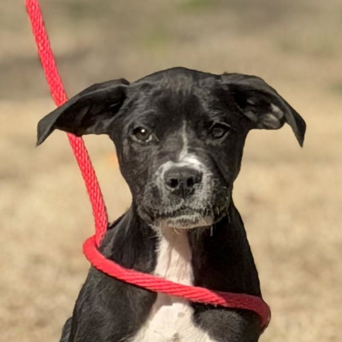 Aragorn, an adoptable Schnauzer in Yardley, PA