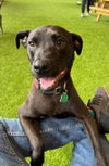 BELLA   LOW FEE!! - Photo 2