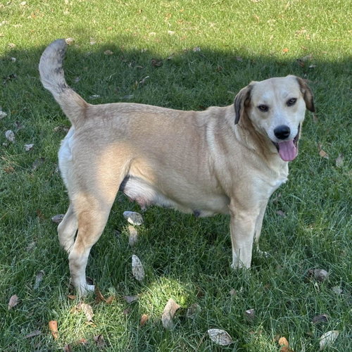ALISON - Labrador Retriever available for adoption