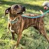 XENA - Photo 2