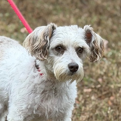 BUDDY O, an adoptable Miniature Schnauzer in Yardley, PA