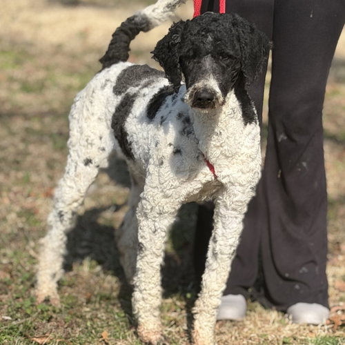 picture of the dog needing adoption