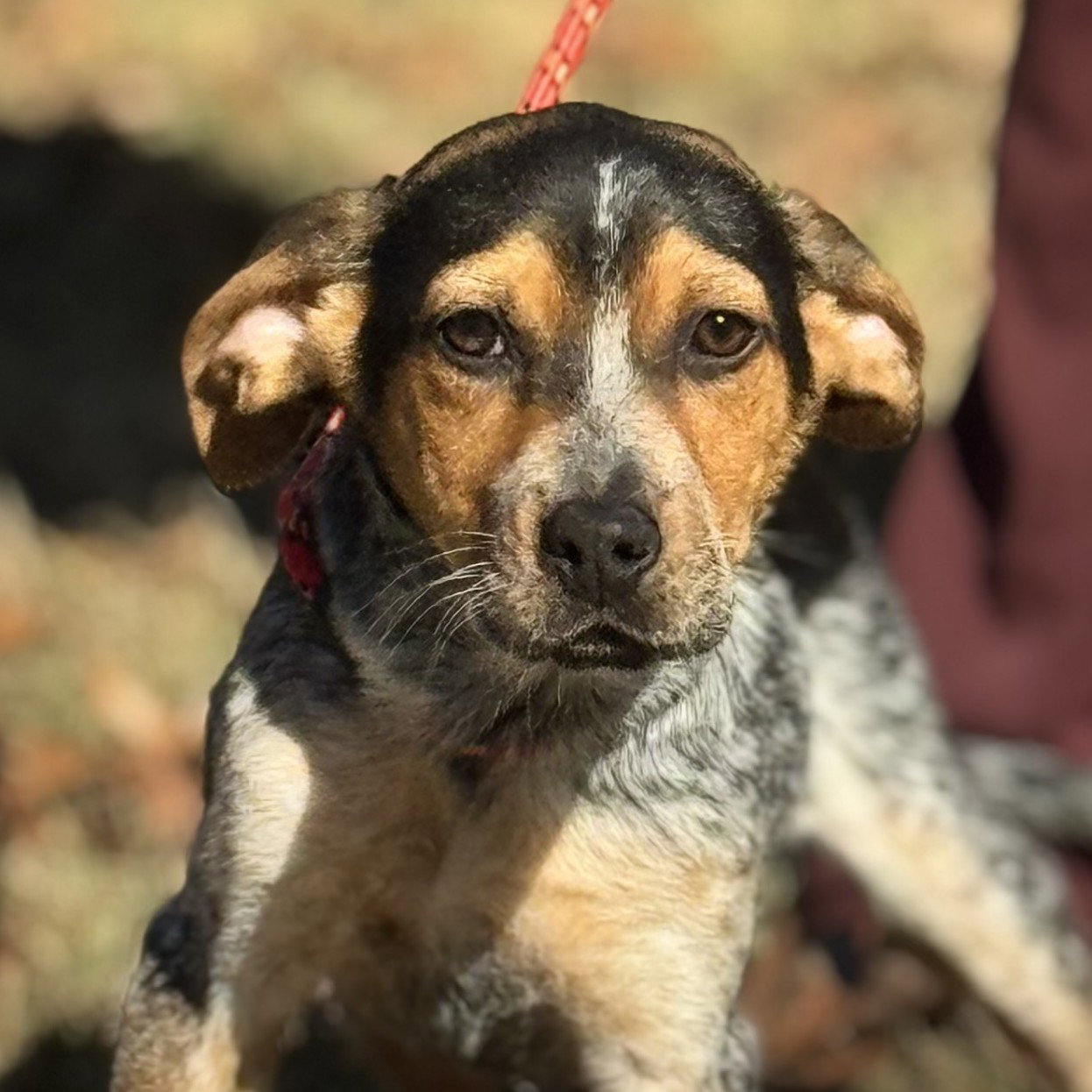 DARBY Image