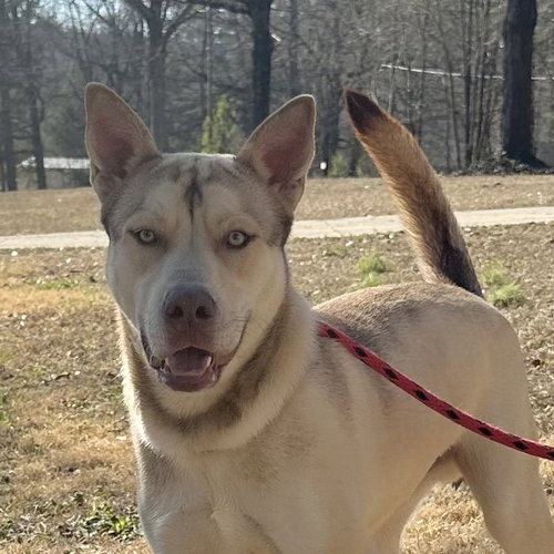 picture of the dog needing adoption
