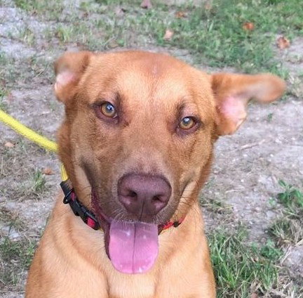 FRANKLIN - Vizsla available for adoption
