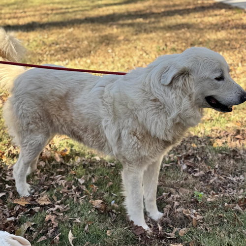 THOMAS, an adoptable Great Pyrenees in Yardley, PA