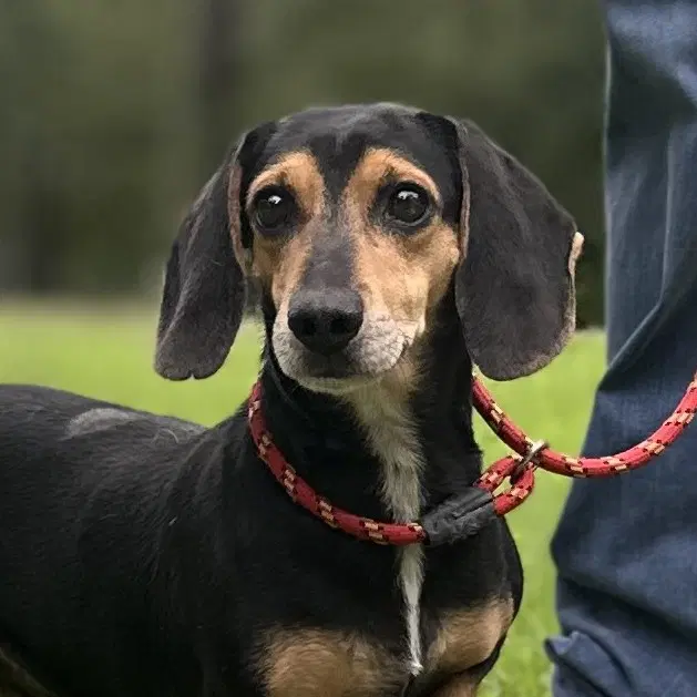 Homer And Marge - Beagle