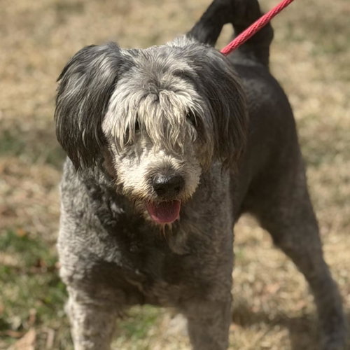 picture of the dog needing adoption