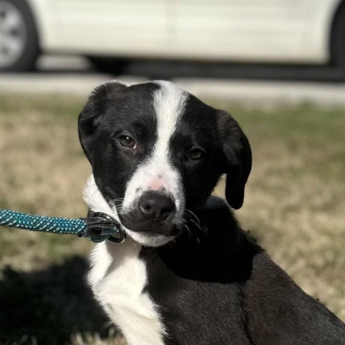 picture of the dog needing adoption