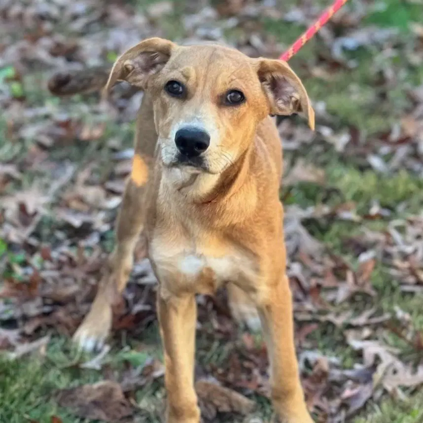 Sally - Catahoula Leopard Dog