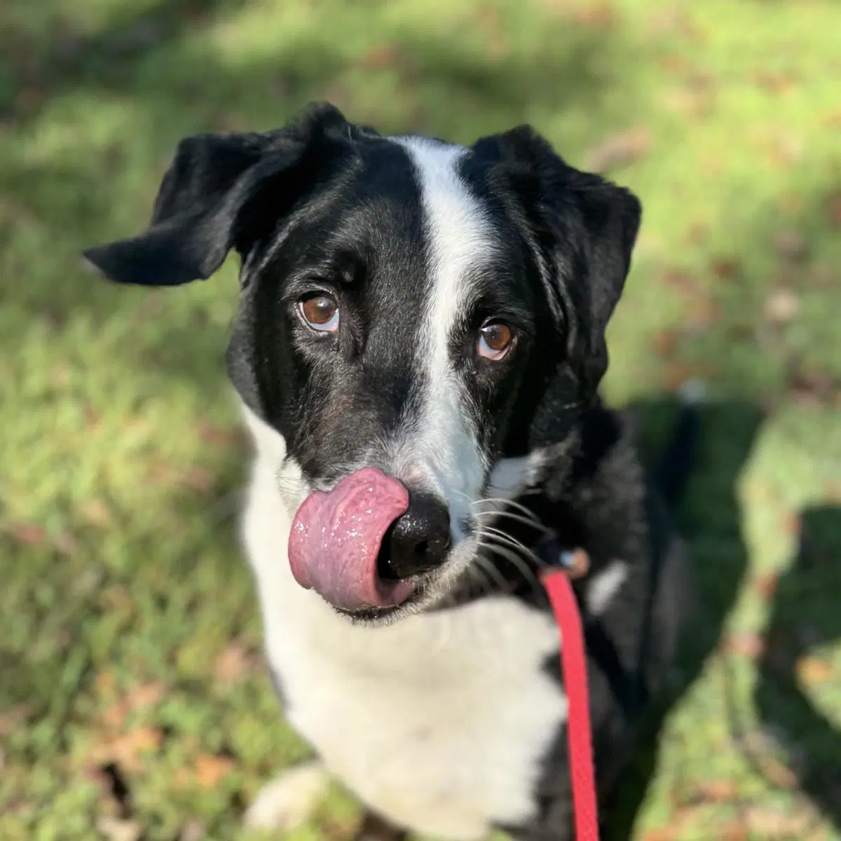 Rupert Lower Fee - Labrador Retriever