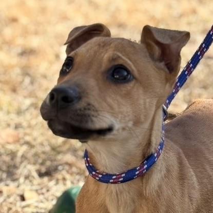picture of the dog needing adoption