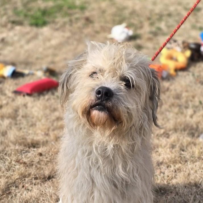 LITTLE MAN Image