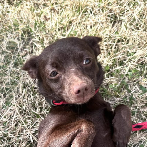 Hazel, an adoptable Chihuahua in Yardley, PA