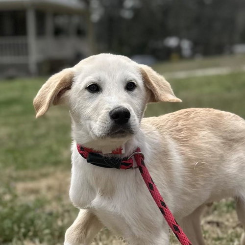 Olaf, an adoptable Great Pyrenees in Yardley, PA