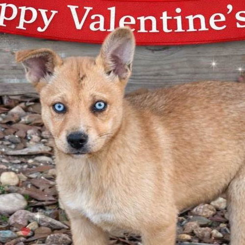 Crystal, an adoptable Shiba Inu in Yardley, PA