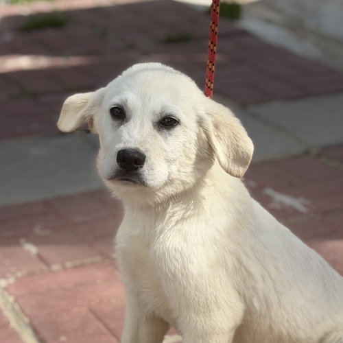 SNOW, an adoptable Great Pyrenees in Yardley, PA