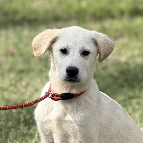 FROSTY, an adoptable Great Pyrenees in Yardley, PA
