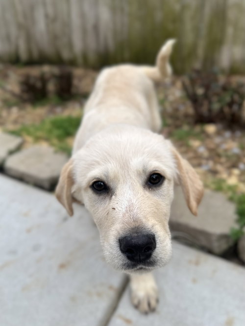 COCONUT, an adoptable Great Pyrenees in Yardley, PA