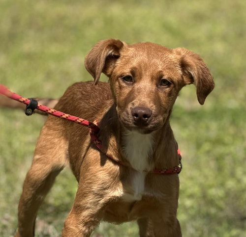 Chestnut, an adoptable Labrador Retriever in Yardley, PA