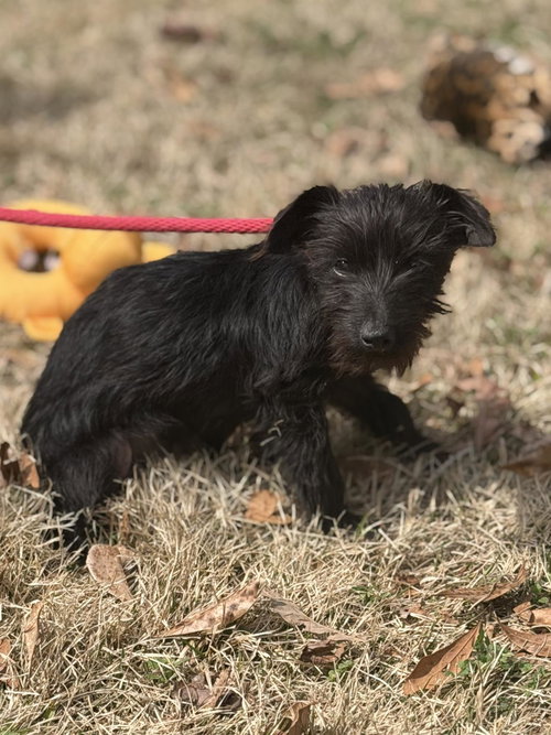 Pokemon, an adoptable Schnauzer in Yardley, PA