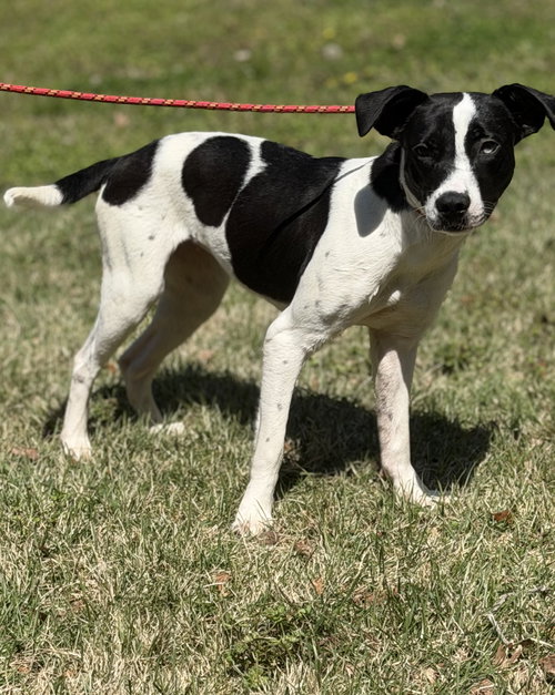 picture of the dog needing adoption