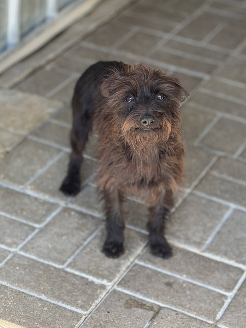 BILLY-RAY, an adoptable Schnauzer in Yardley, PA